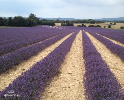 lavender field provence nofilter